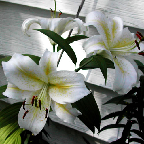 Lilium Lemon Meringue